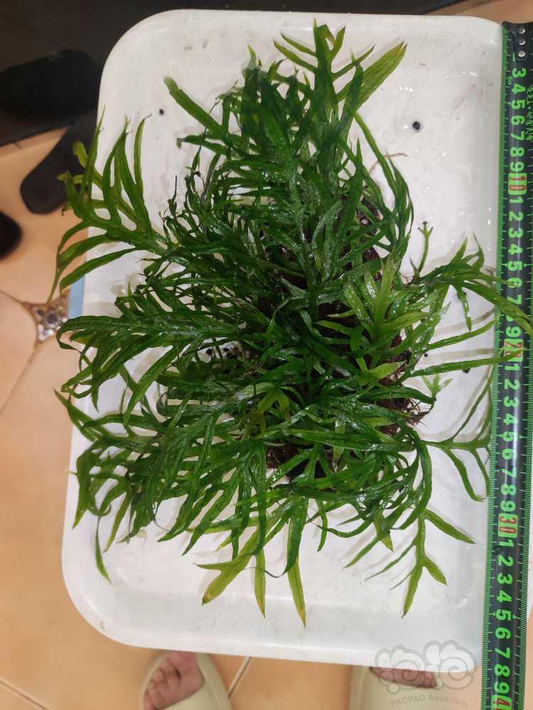 【丛生】出叉叶铁长春发状态一般微藻一斤300包邮-图4