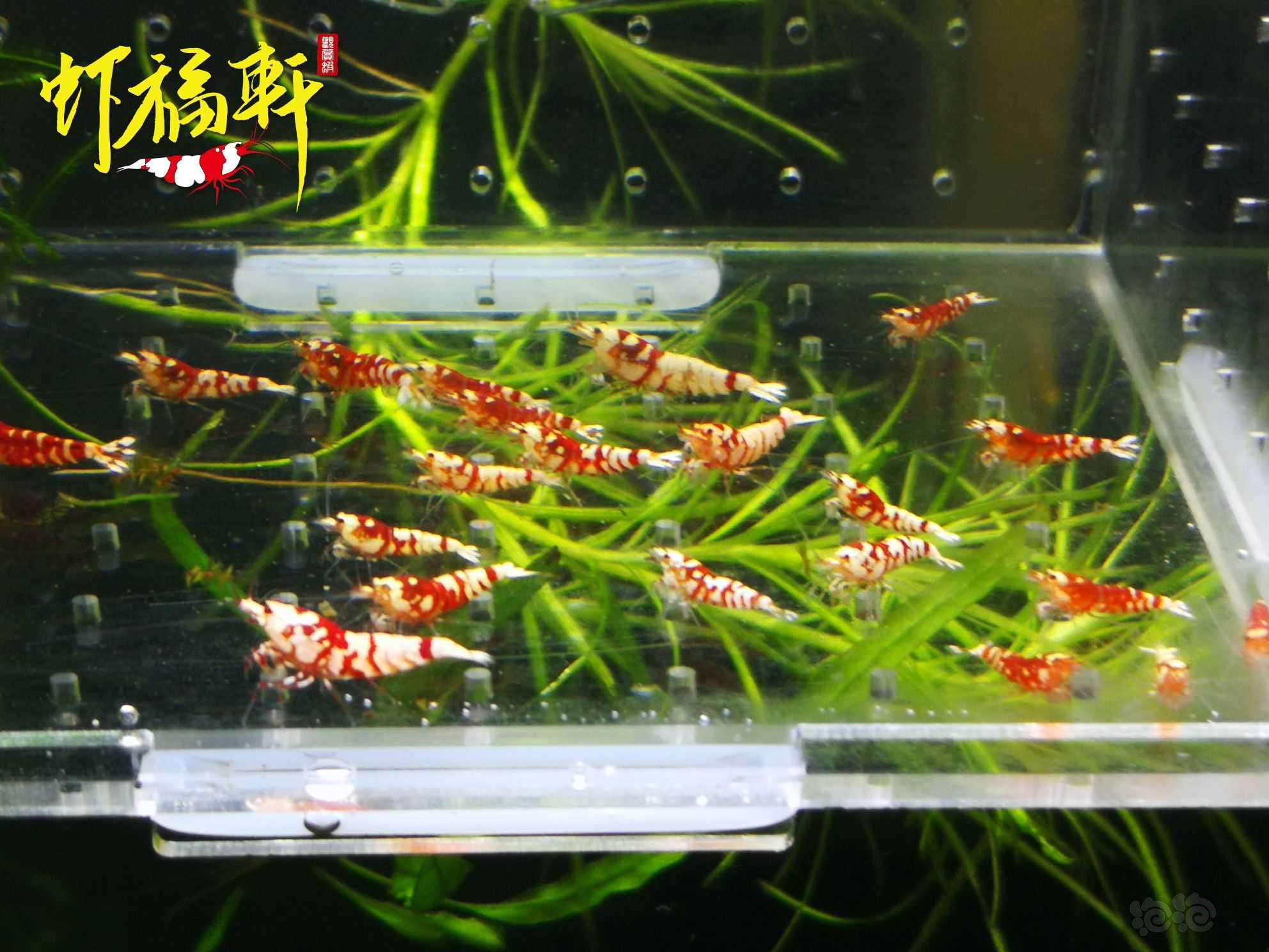 【虾】2023-10-03#RMB拍卖#红花虎苗20只-图3