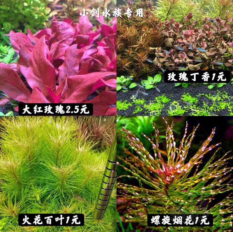 【有茎】出售精品水下叶水草，58包邮顺丰-图4