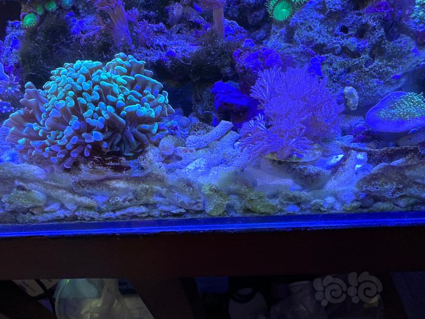 为什么放进去的珊瑚骨变黑了？-图2