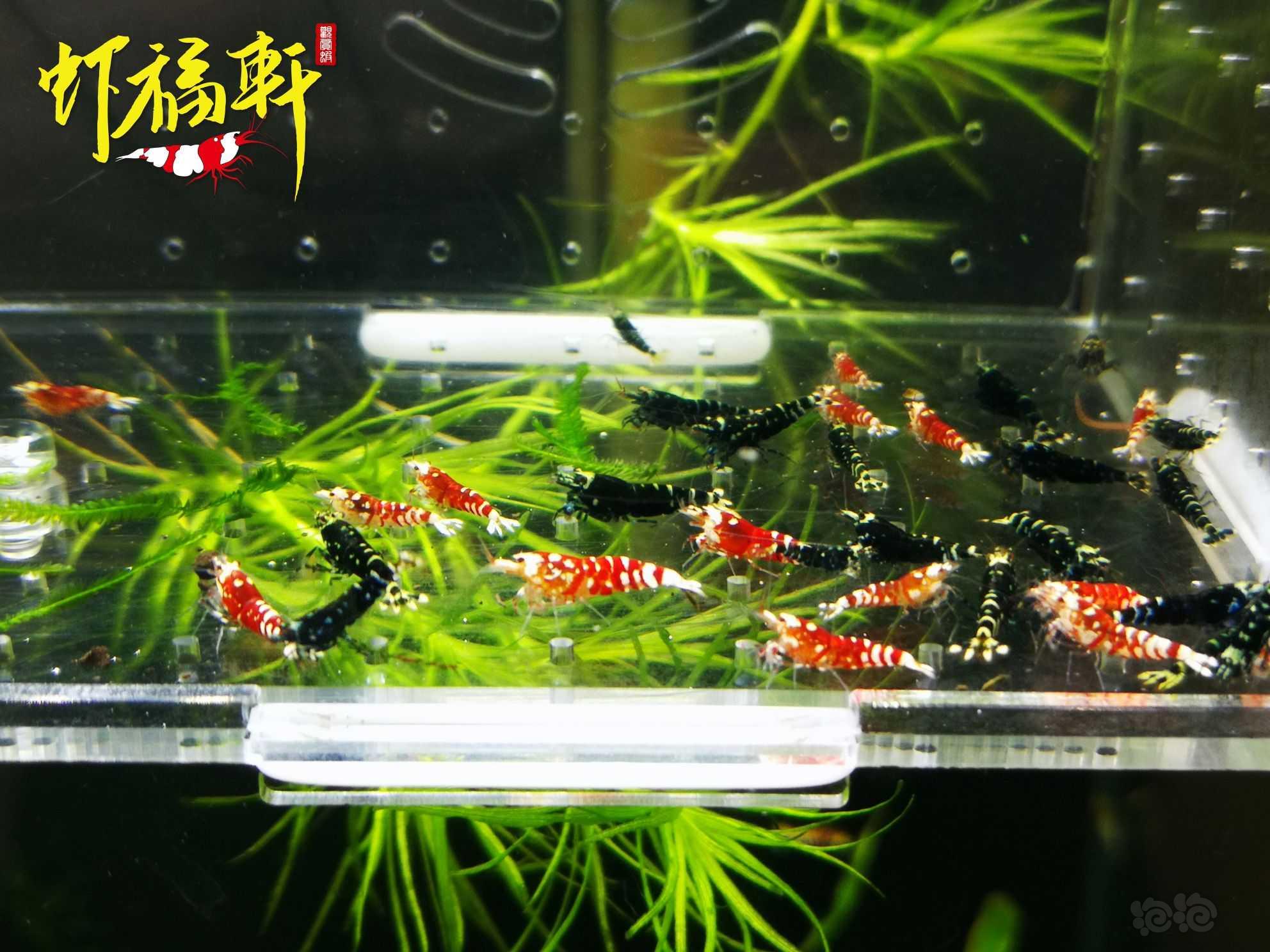 【虾】2023-10-08#RMB拍卖#红花虎和银河虎苗35只-图3