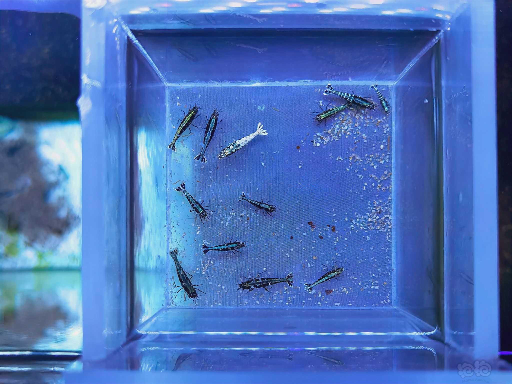 【虾】2023-10-3#RMB拍卖黑银河水晶虾一份-图9