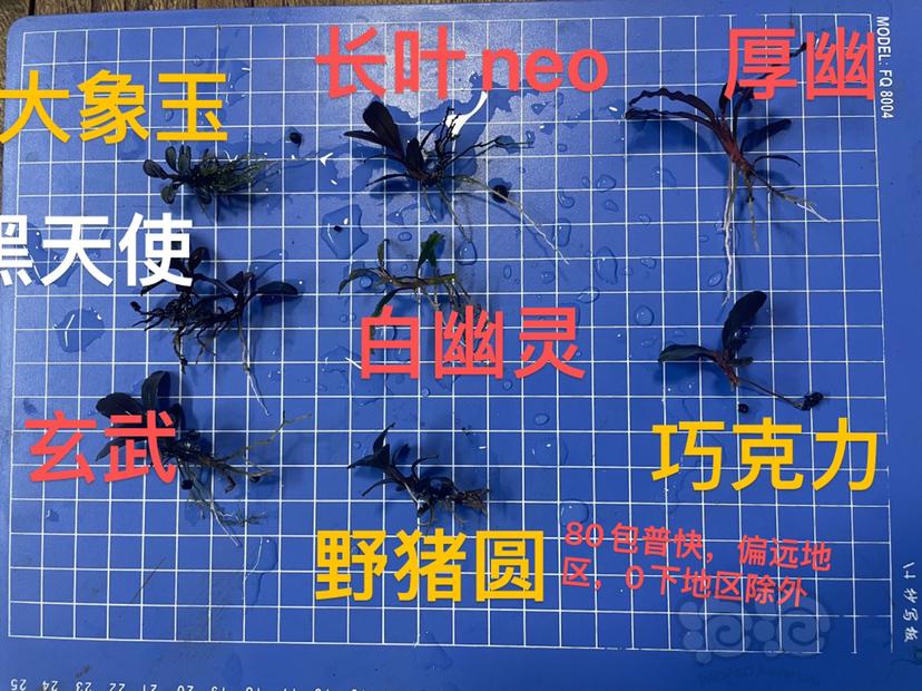 【辣椒榕】8品种组合80元，另草堂元丛，大象玉坨-图1