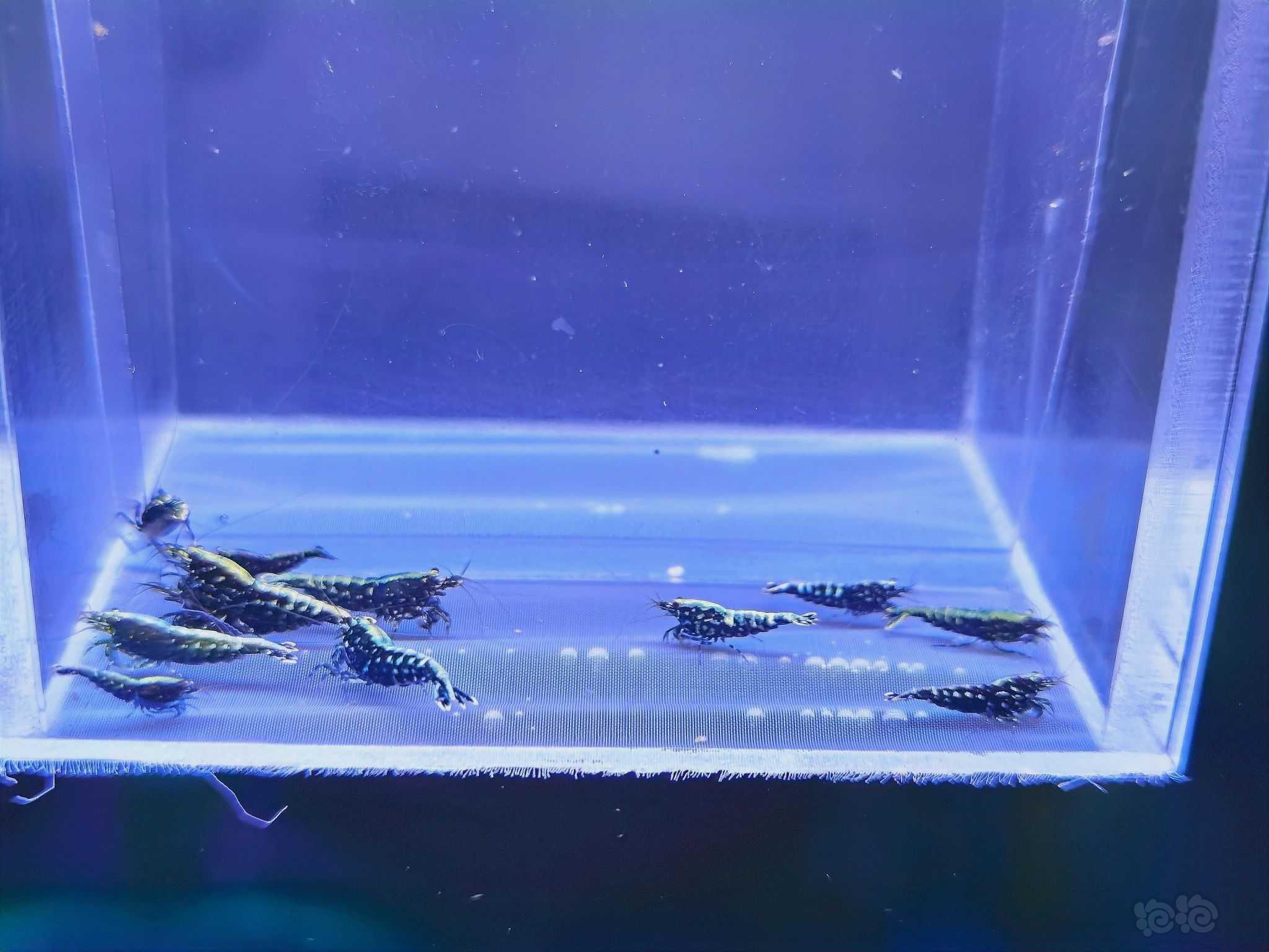 【水晶虾】出一组黑银河水晶虾-图2