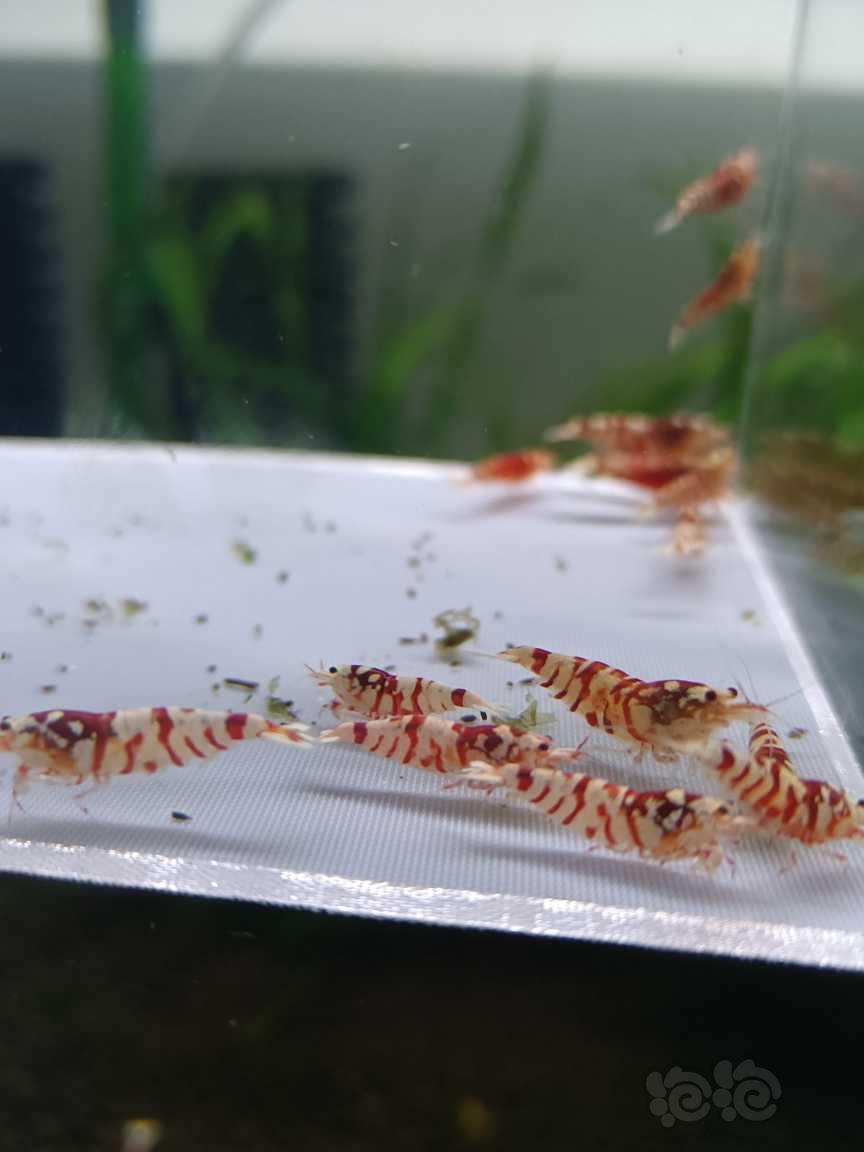 【水晶虾】出一组红花虎，-图1