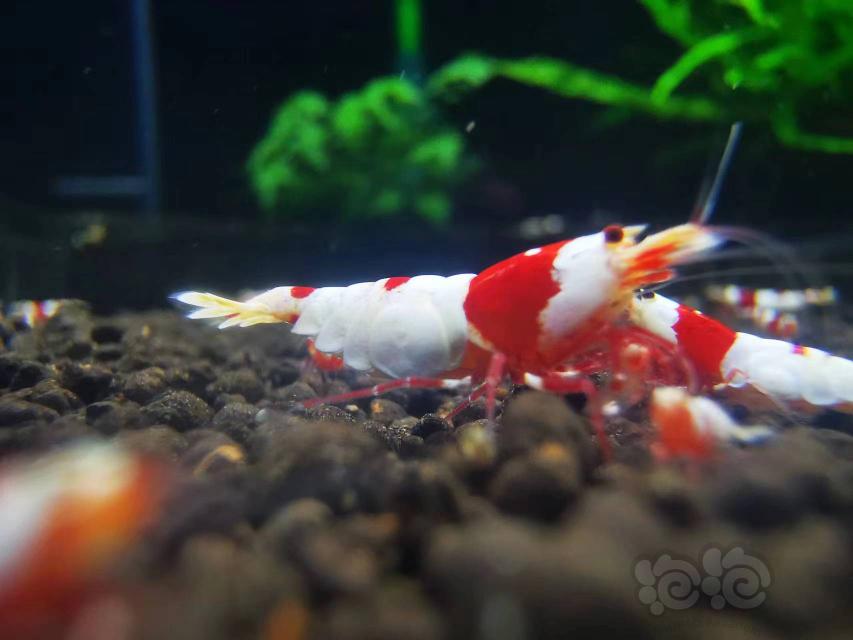【水晶虾】出高等级红白虾子代500只-图1