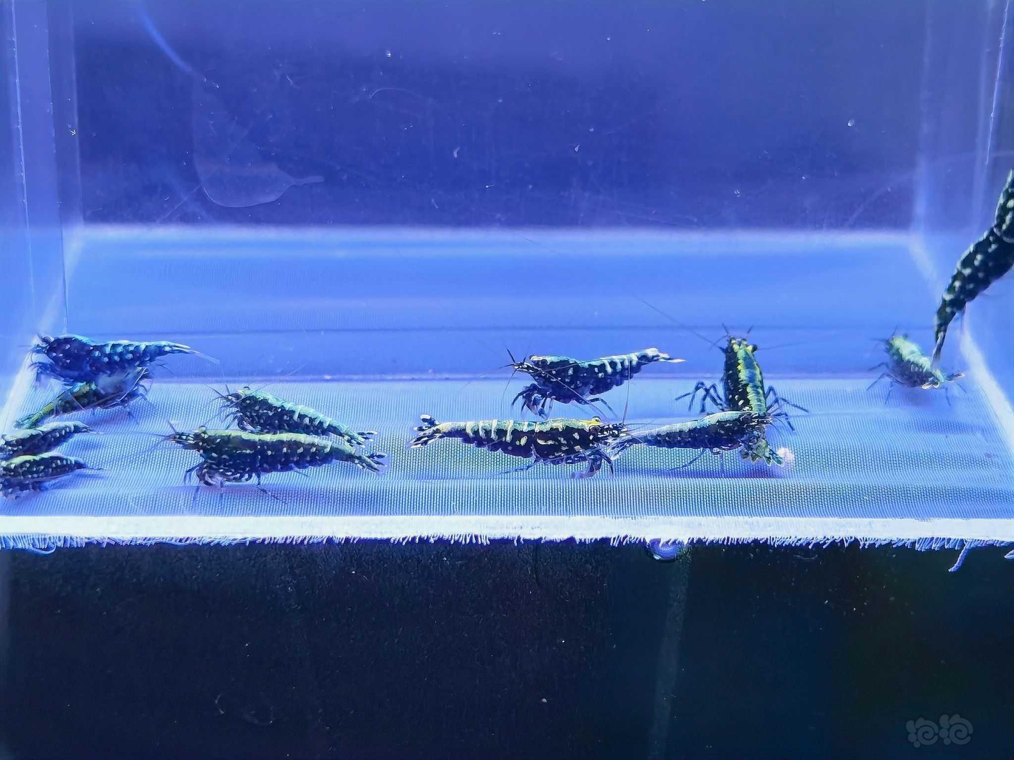 【水晶虾】出一组黑银河水晶虾-图4