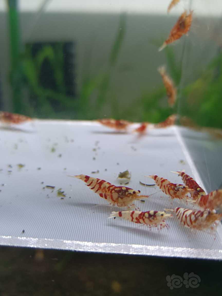 【水晶虾】出一组红花虎，-图3