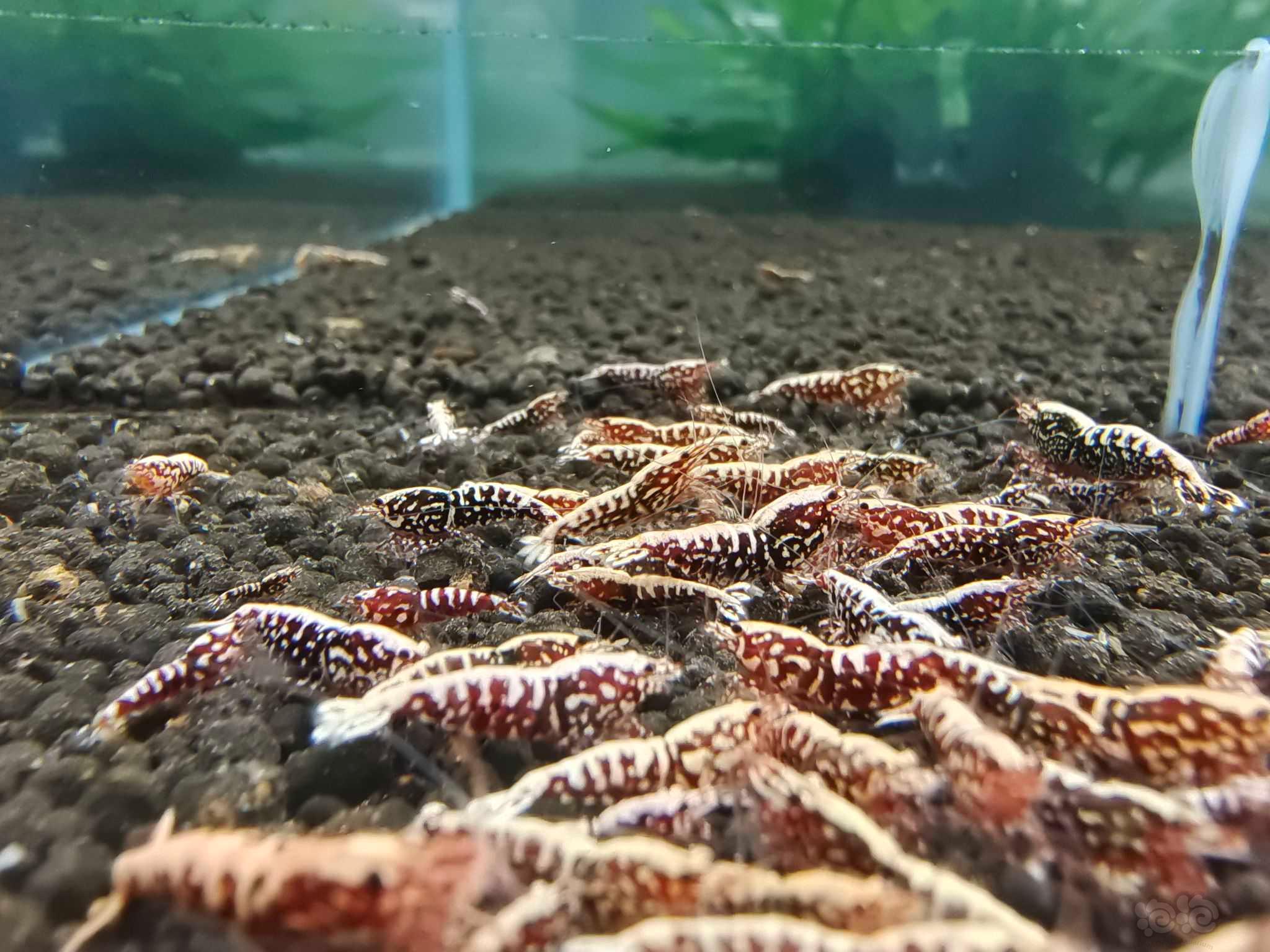 【水晶虾】出50只红银河雪花小虾-图5