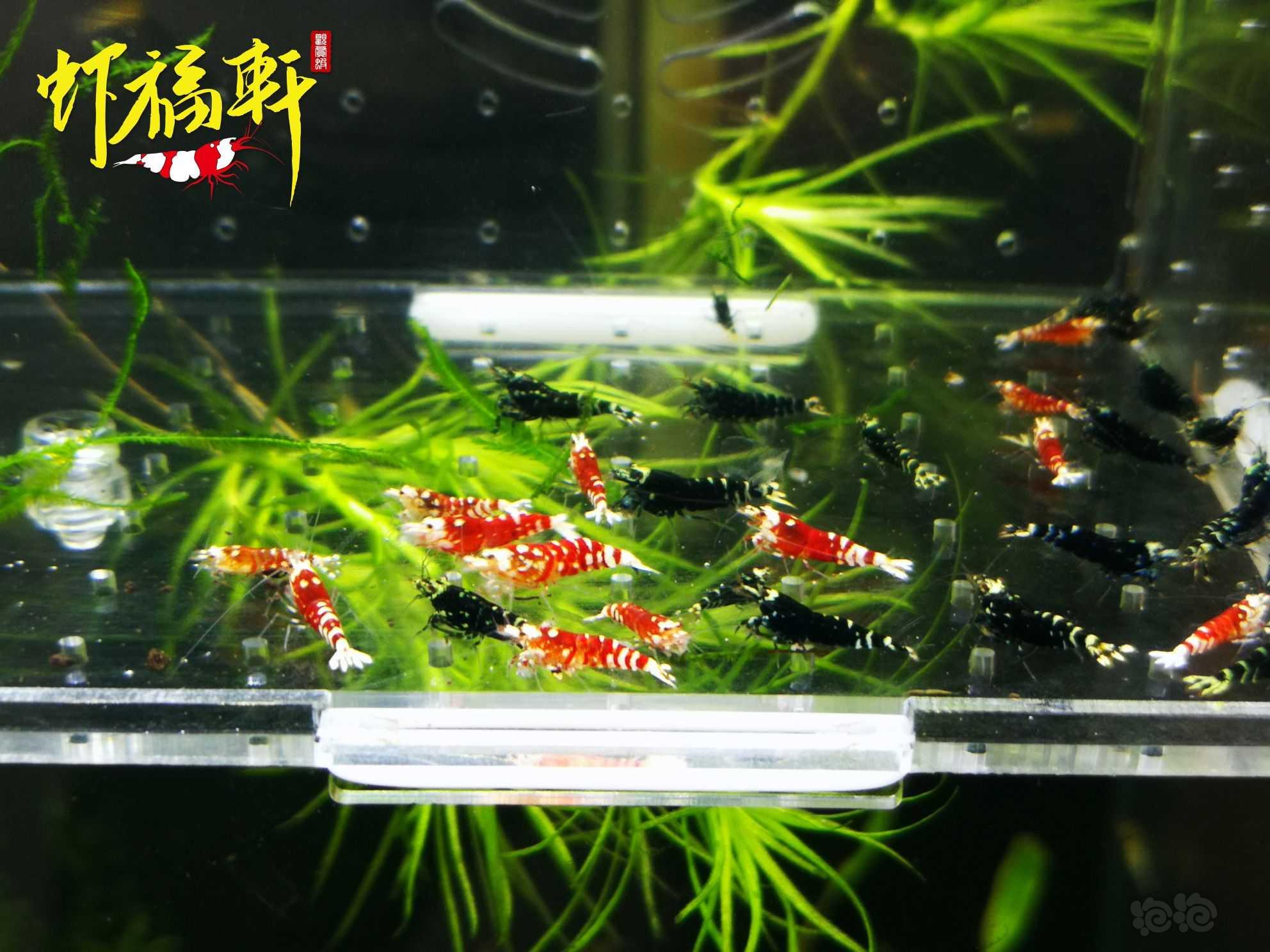 【虾】2023-10-08#RMB拍卖#红花虎和银河虎苗35只-图2