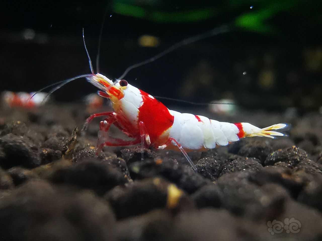 【水晶虾】出新成红白虾繁殖组10只-图2