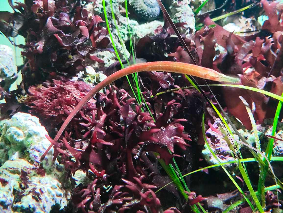 红藻缸-图5