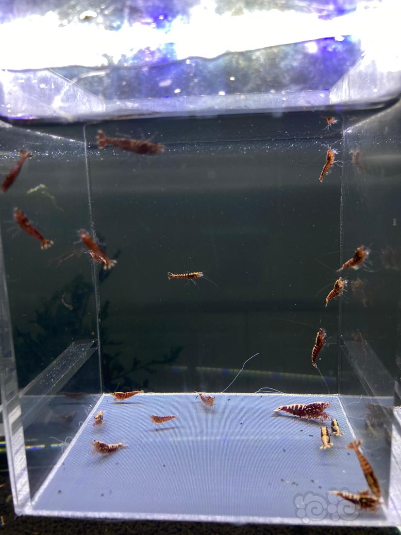 【水晶虾】红银河淘汰一组20只公多母少-图4
