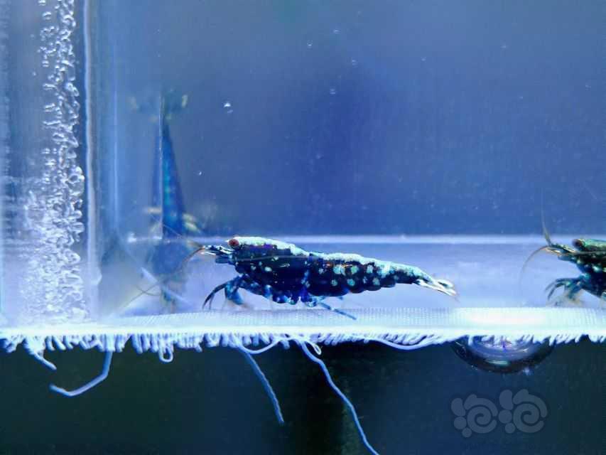 【水晶虾】出一组黑银河星钻水晶虾-图10