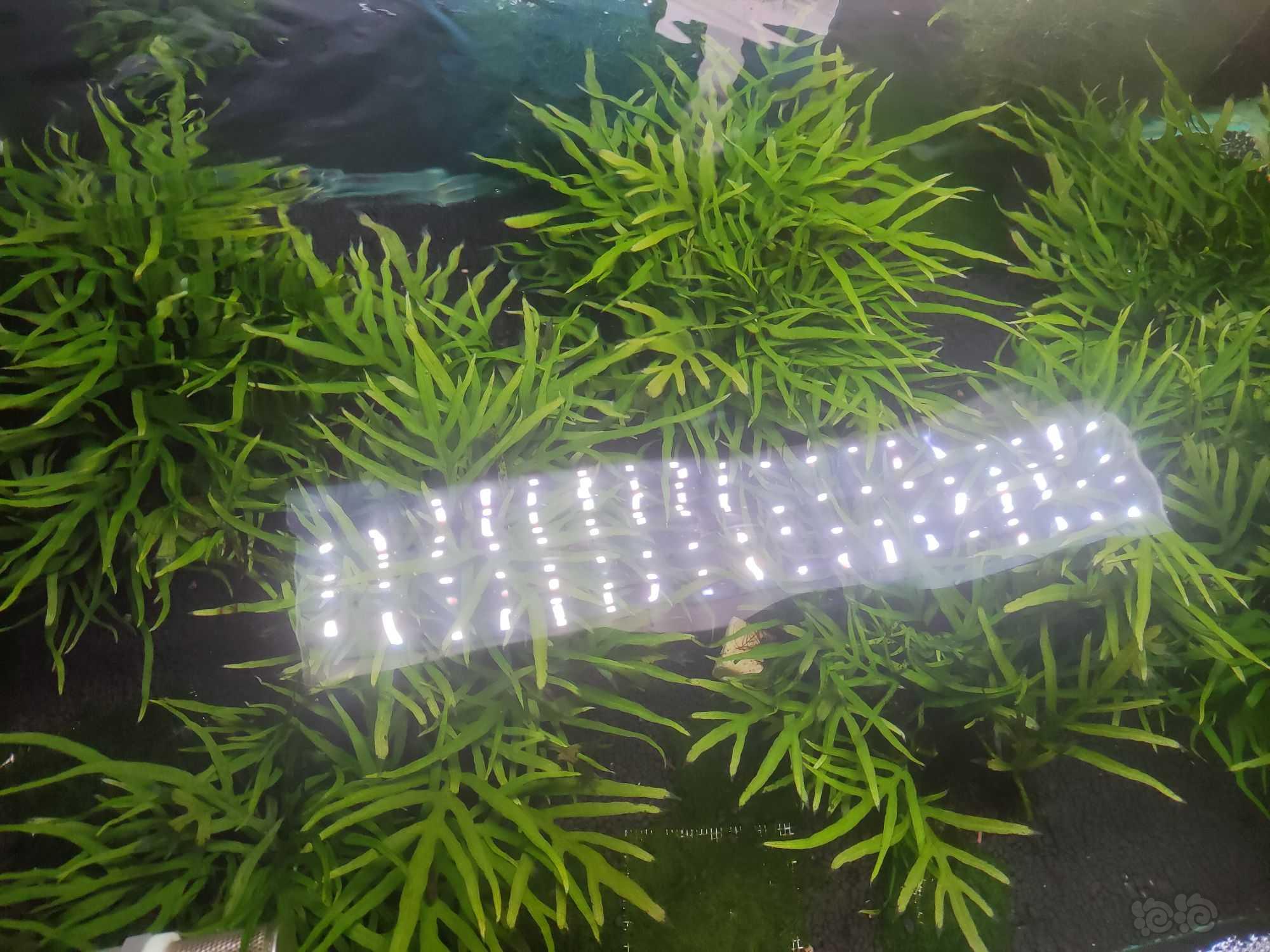 【丛生】出叉叶铁长春发状态一般微藻一斤300包邮-图2