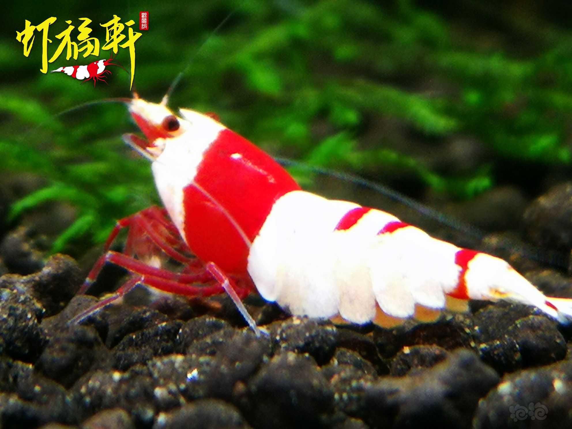 【虾】2023-10-03#RMB拍卖#红白6只-图3