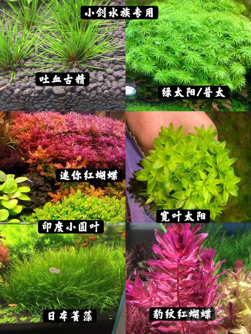 【有茎】出售精品水下叶水草，58包邮顺丰-图1