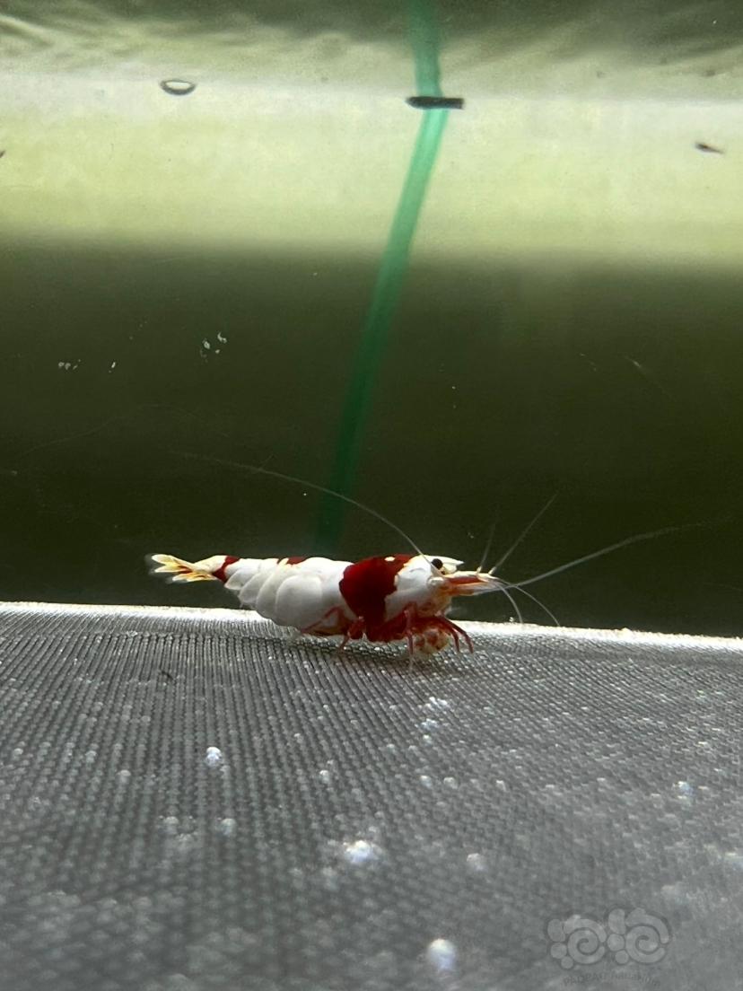 红白水晶虾-图4