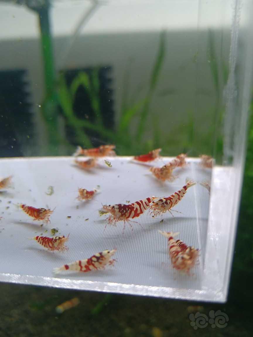 【水晶虾】出一组红花虎，-图4