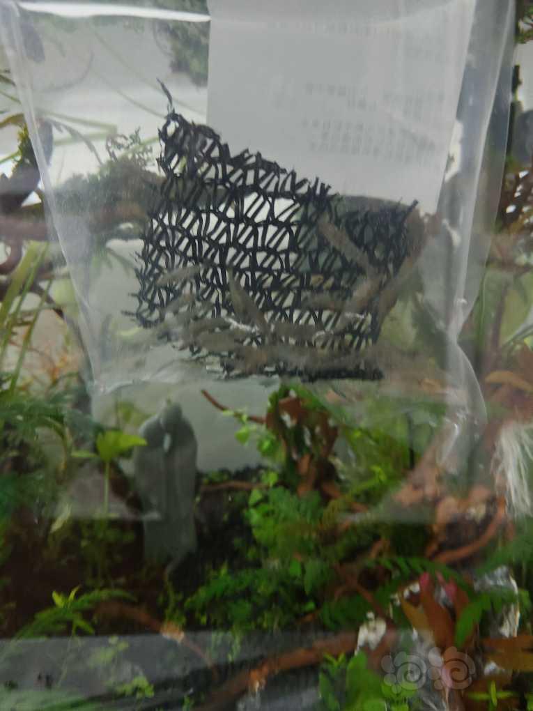 40草缸开缸满一周，下20只黑壳虾试水。-图3