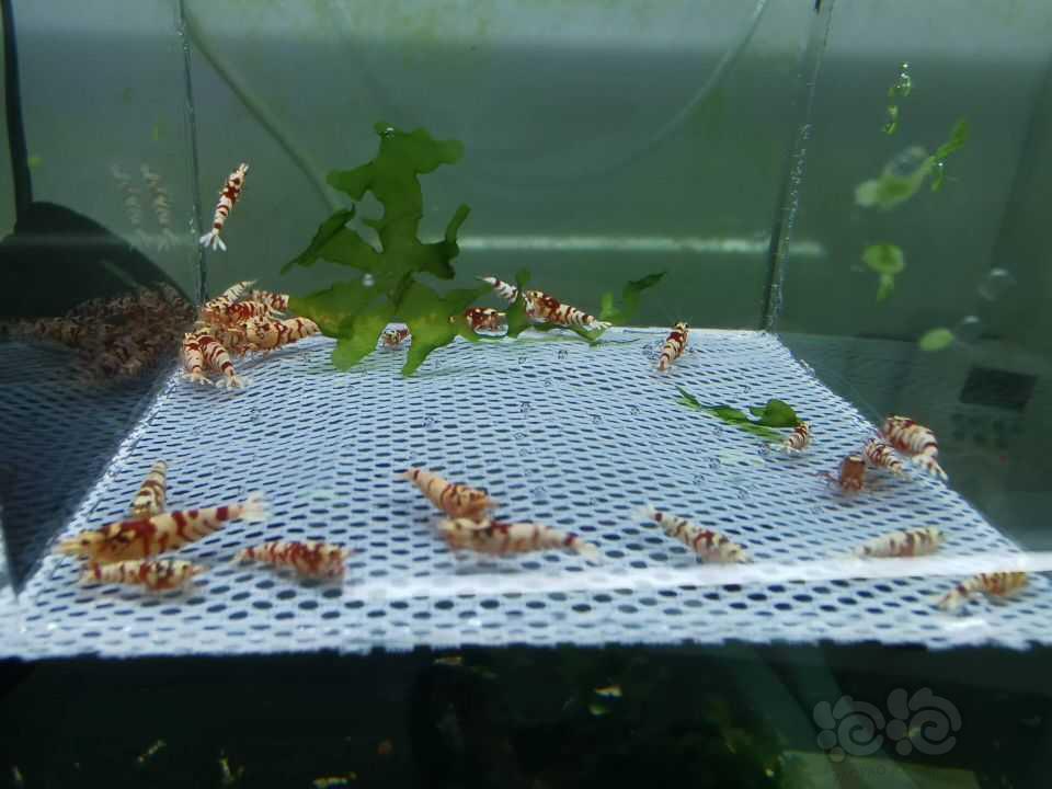 【水晶虾】清缸淘汰红花虎-图1