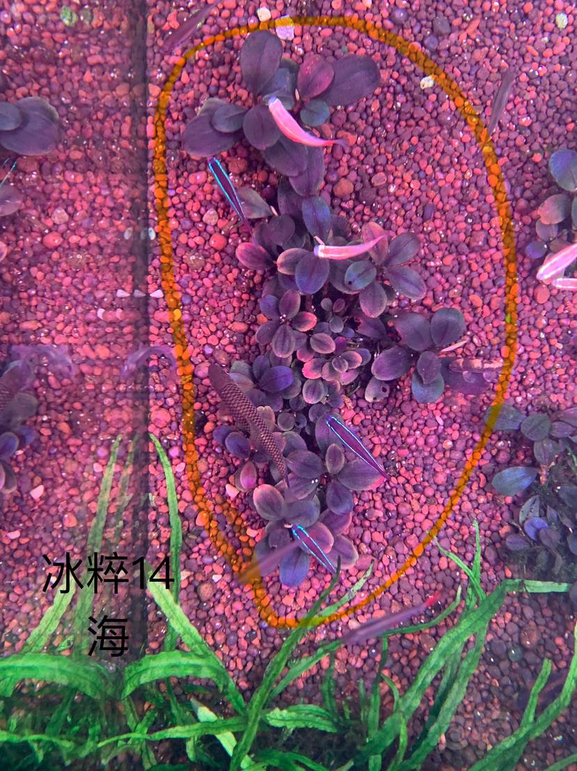 【辣椒榕】出龙鳞甲，K2，14海-图2
