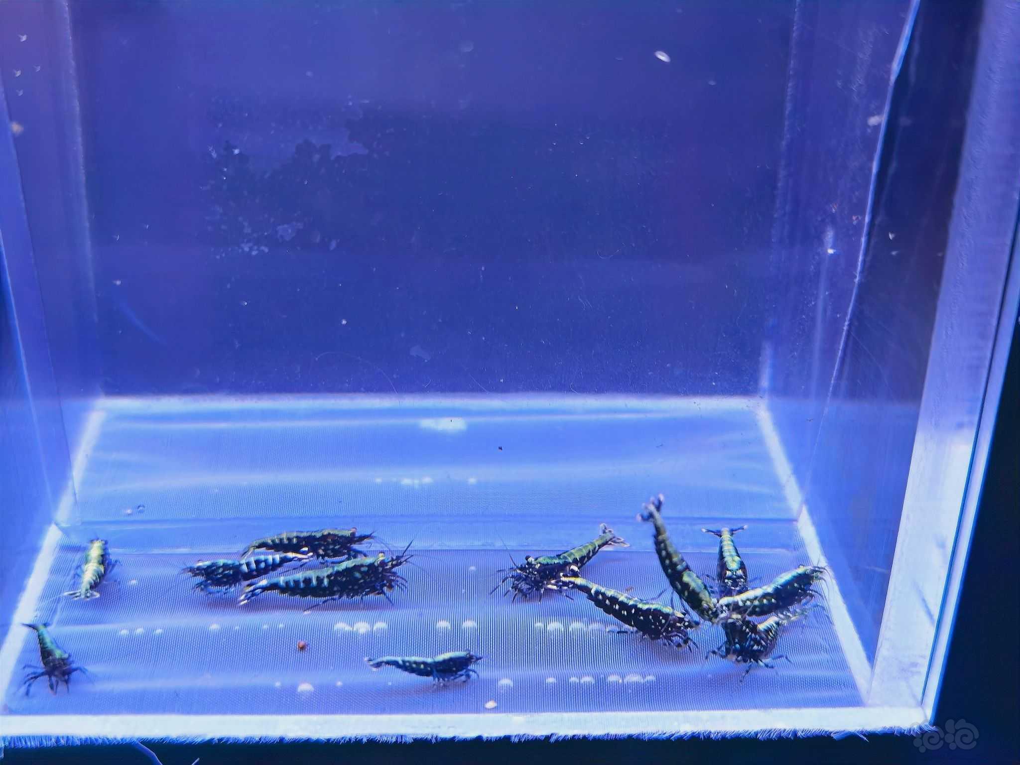 【水晶虾】出一组黑银河水晶虾-图4