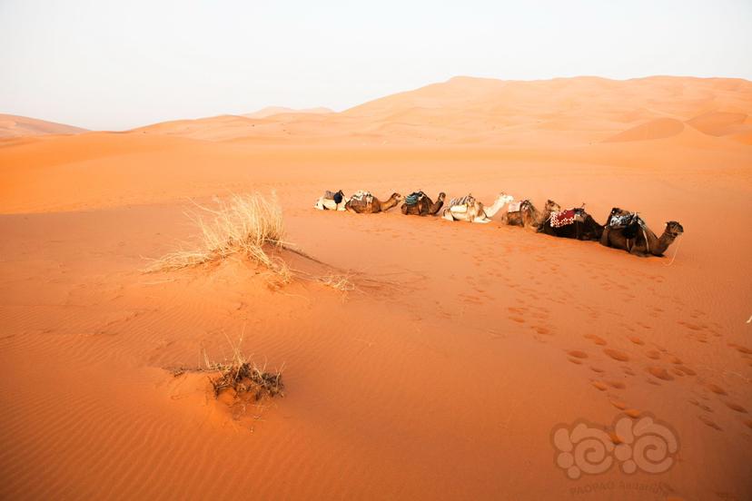 大漠骆驼-图1