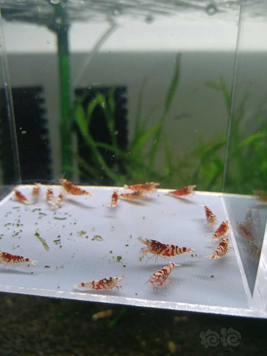 【水晶虾】出一组红花虎，-图6