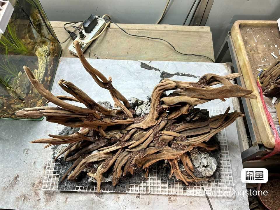 【造景】成景骨架沉木带一缸珊瑚莫斯出-图8