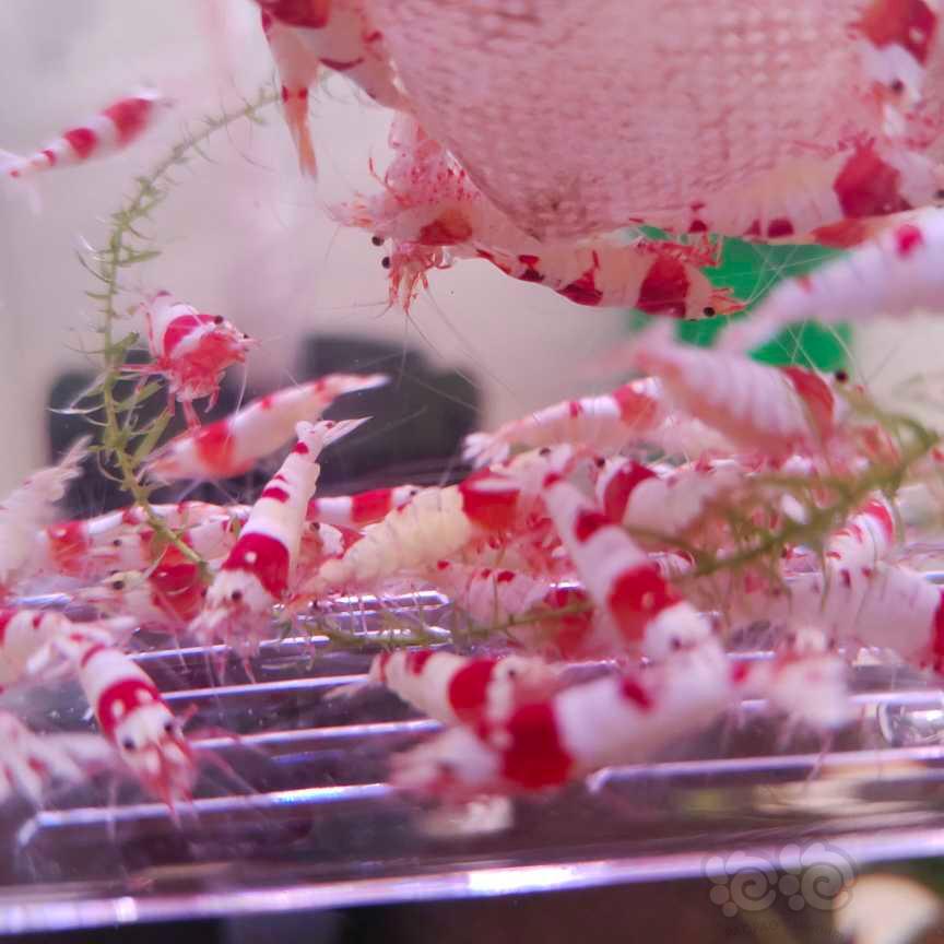 【虾】2023－10－6#RMB拍卖红白水晶虾公虾-图2