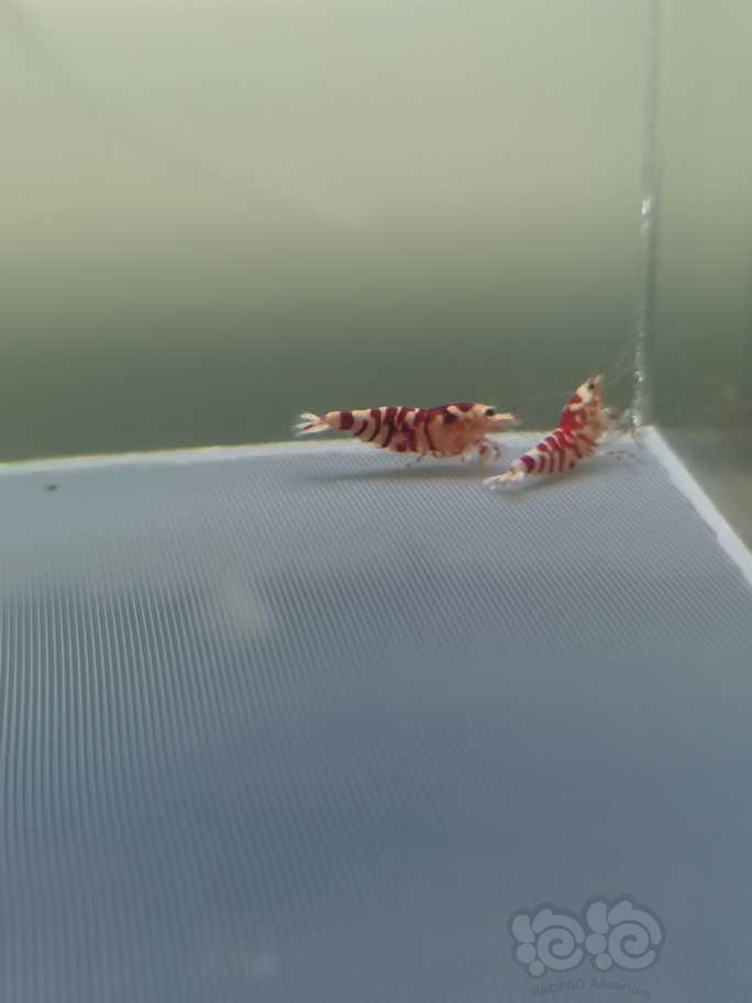 【虾】2023-10-11#RMB拍卖红花虎水晶虾-图2