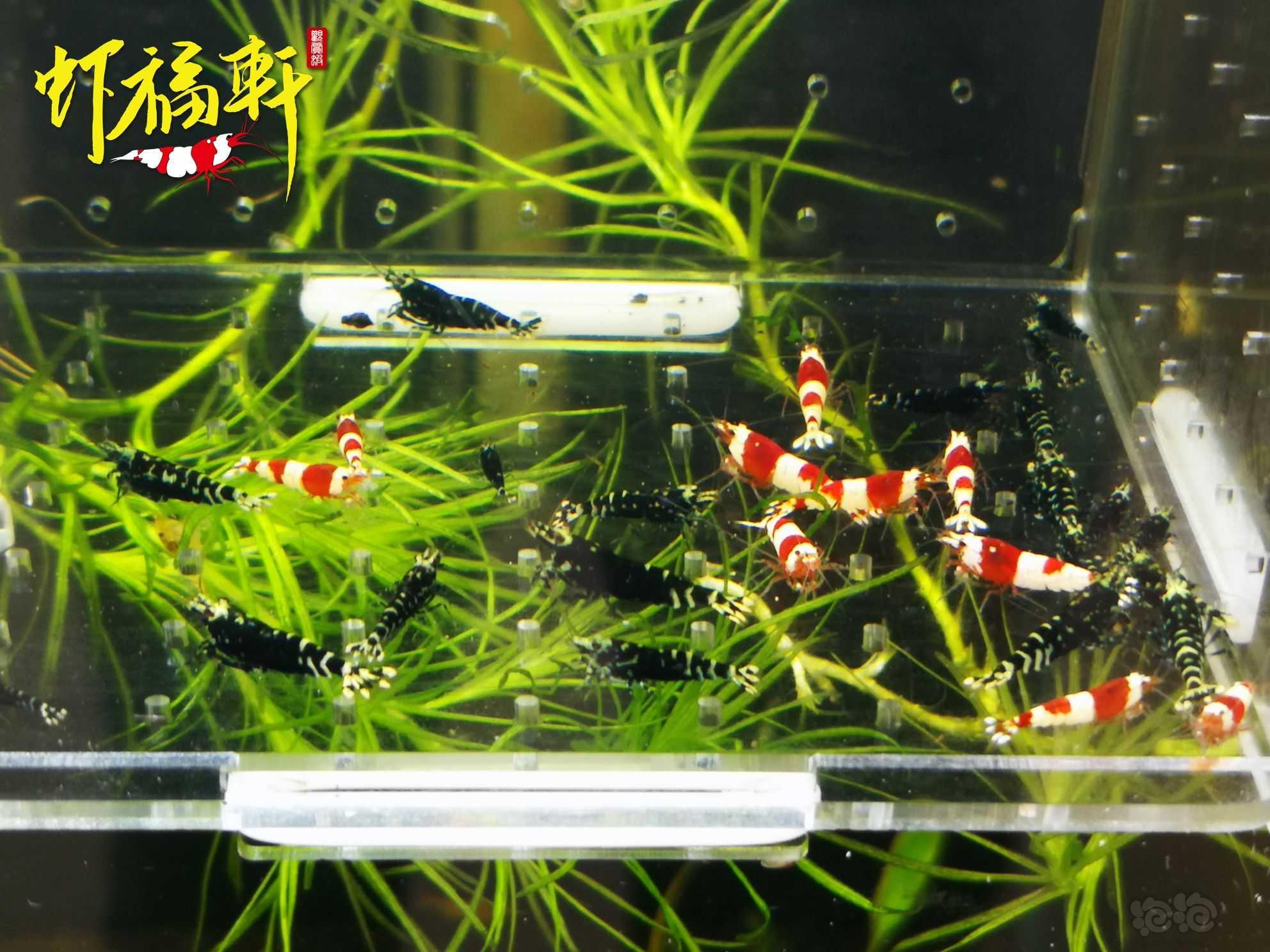 【虾】2023-10-09#RMB拍卖#红白银河虎苗30只-图1