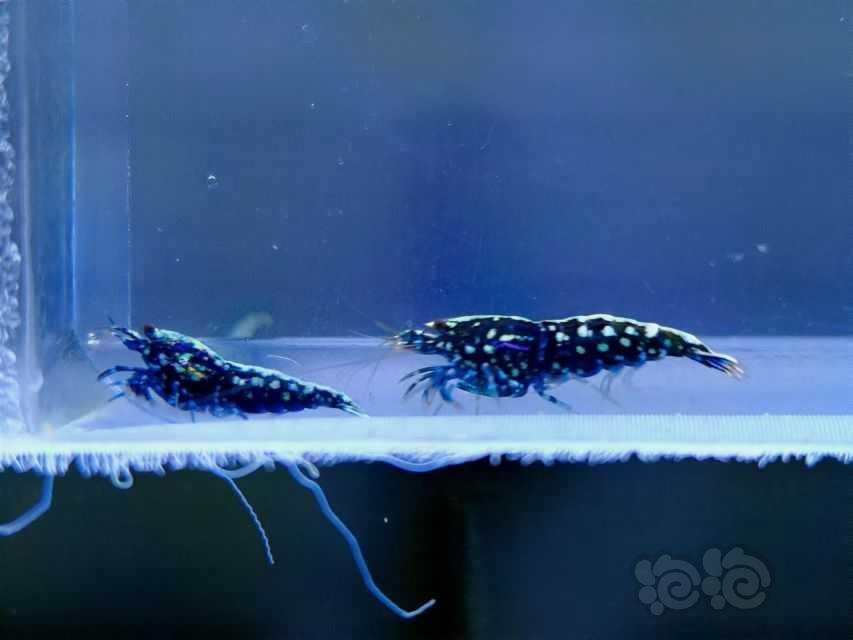 【水晶虾】出一组黑银河星钻水晶虾-图18