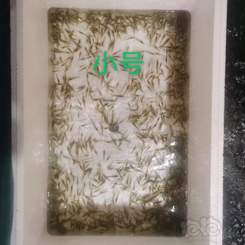 【米虾】野生定水黑壳虾批发零售，3个尺寸可选-图5