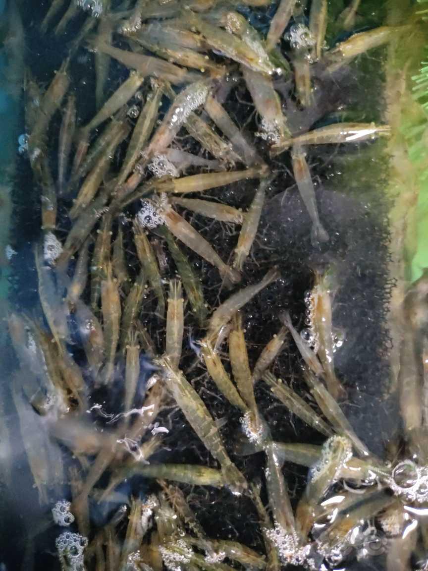 【米虾】定水黑壳虾2-3公分-图1