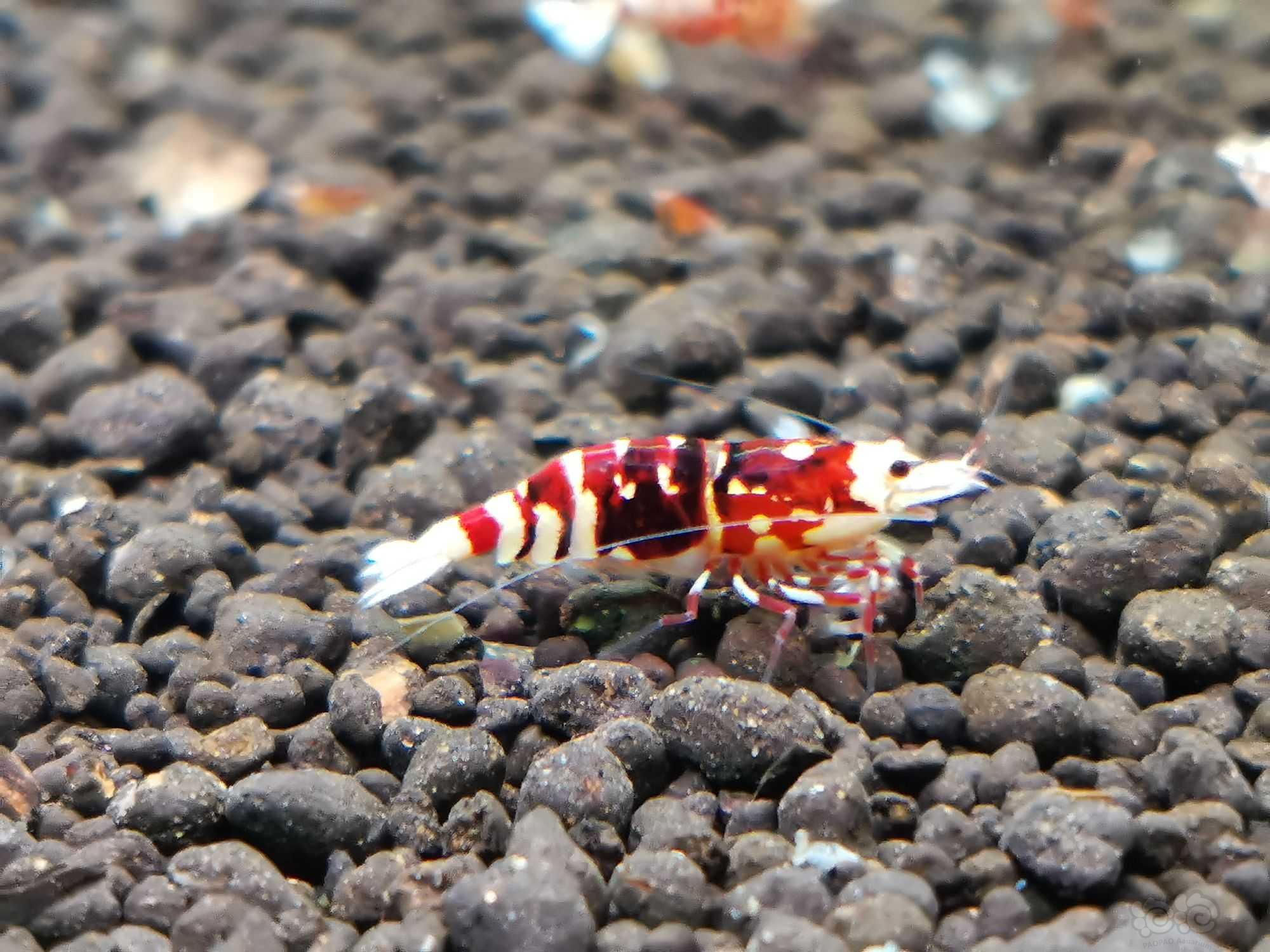 一只深色红花虎水晶虾-图2