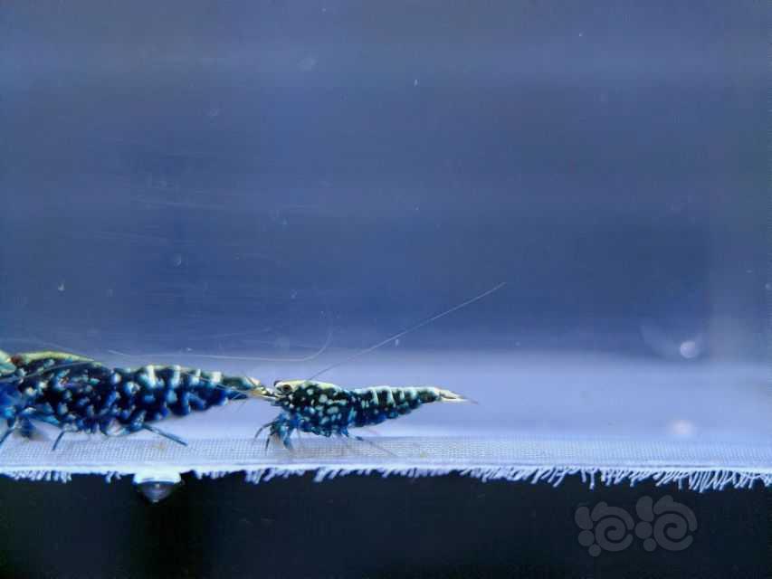 【水晶虾】出一组黑银河星钻水晶虾-图24