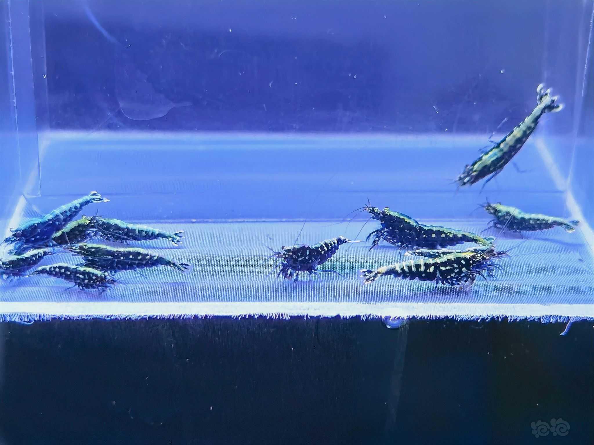 【水晶虾】出一组黑银河水晶虾-图5