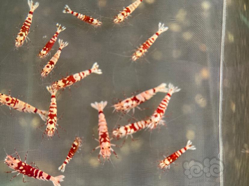 【水晶虾】红花虎水晶虾一份-图1