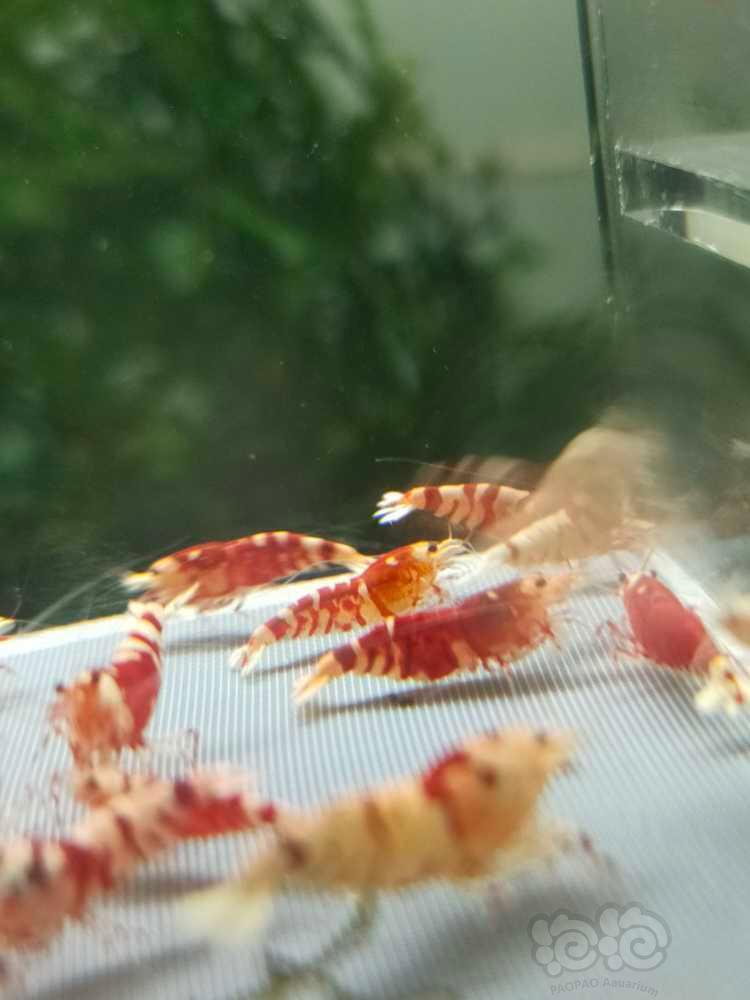 【虾】2023-10-14#RMB拍卖# 红花虎淘汰50只-图5