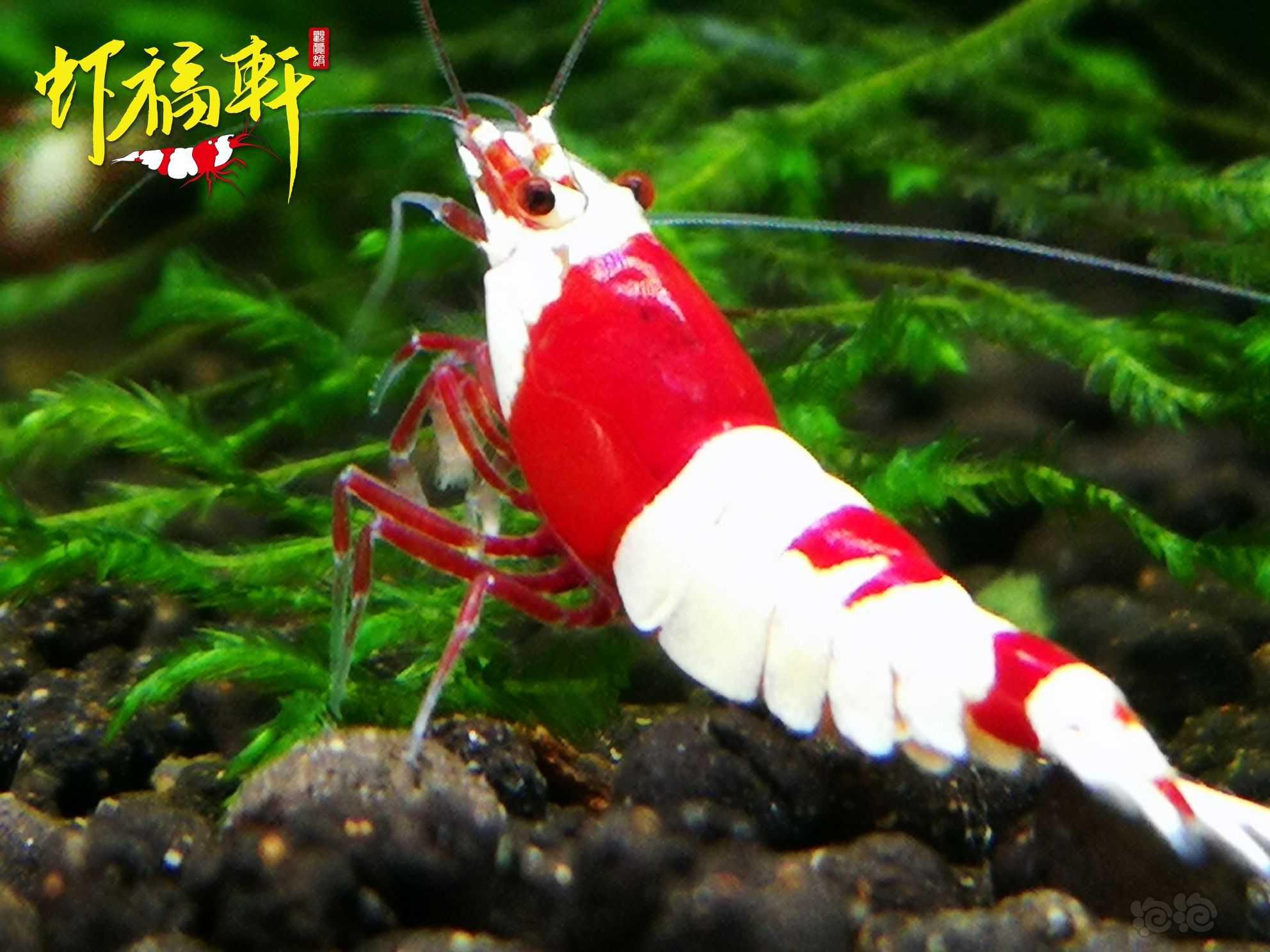 【虾】2023-10-03#RMB拍卖#红白6只-图2