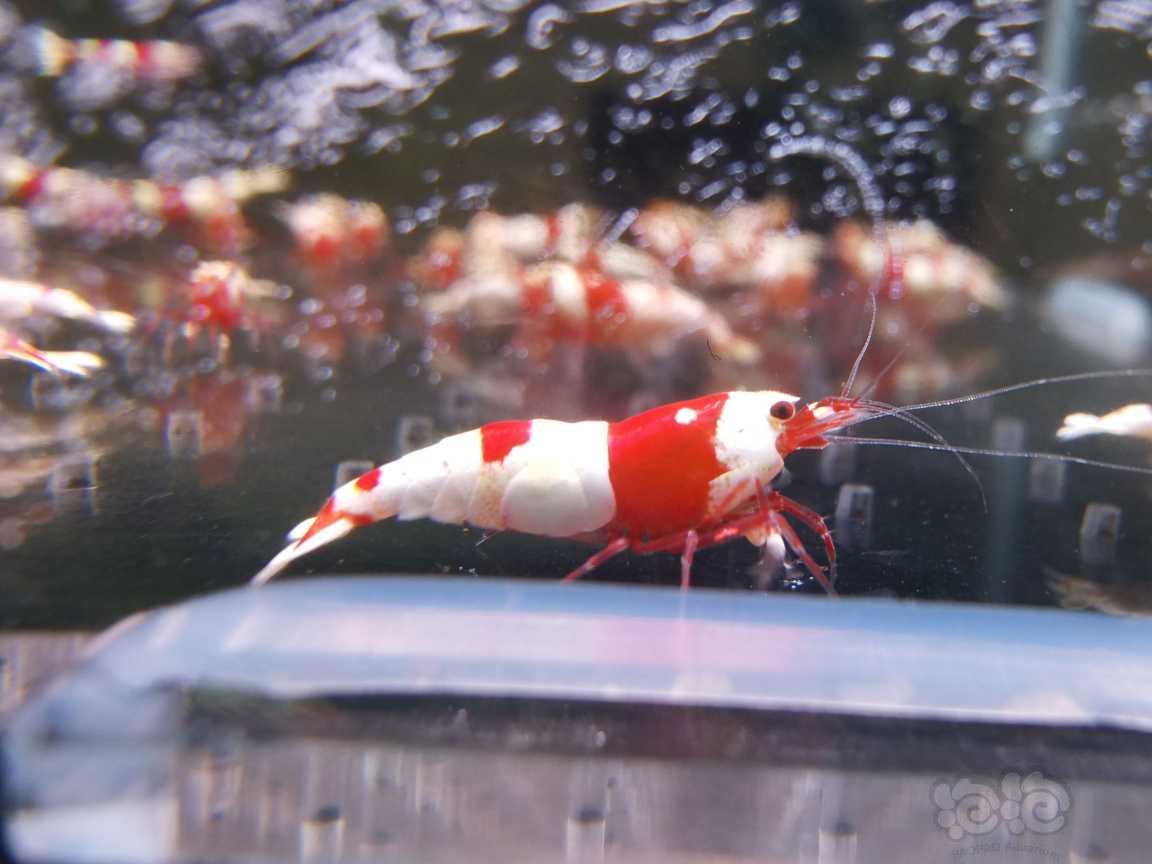 2023-10-31#RMB拍卖#红白水晶虾一份8只：-图2