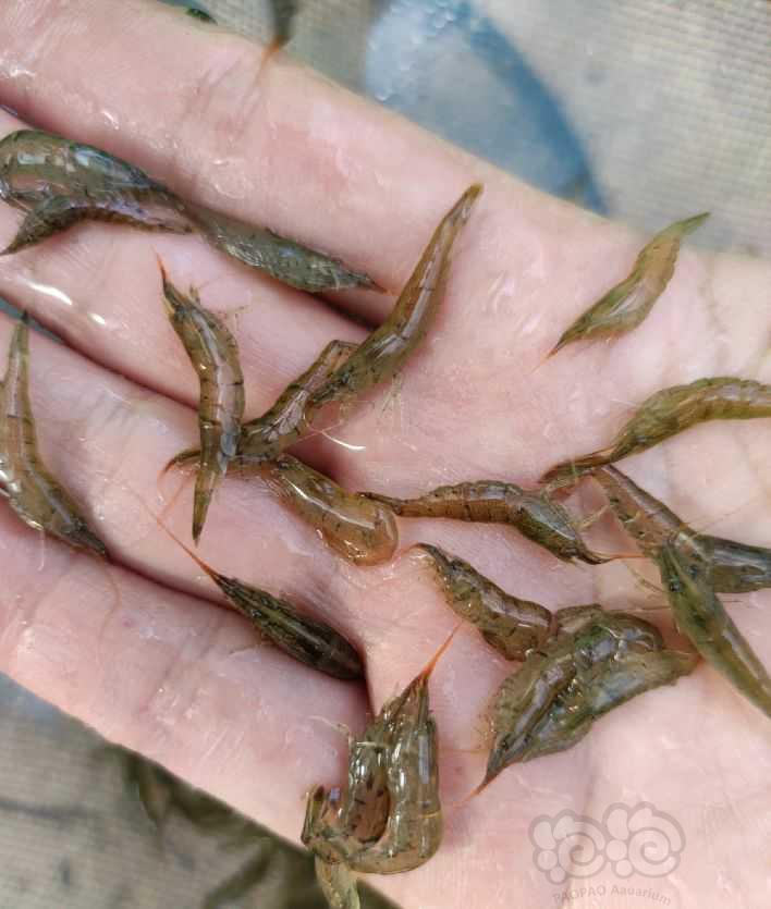 【米虾】定水黑壳虾2-3厘米-图2