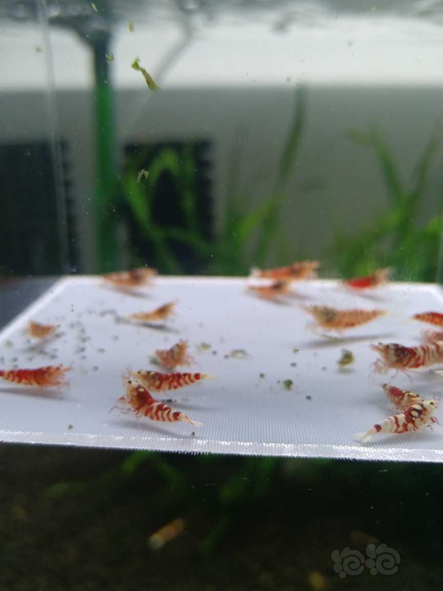 【水晶虾】出一组红花虎，-图5