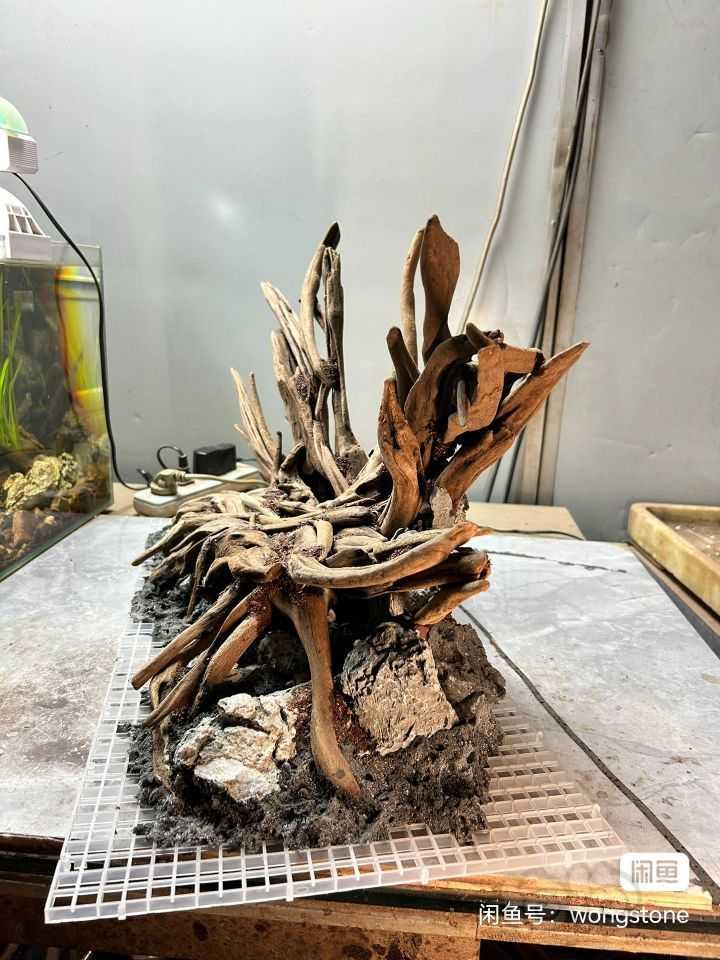 【造景】成景骨架沉木带一缸珊瑚莫斯出-图9