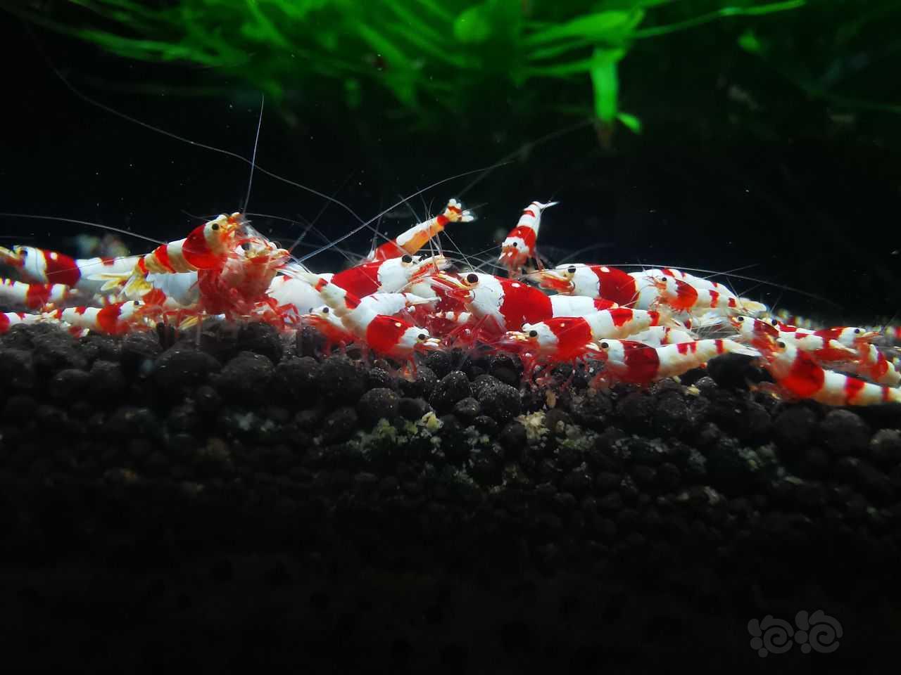 【水晶虾】出售高品质红白虾子代-图4