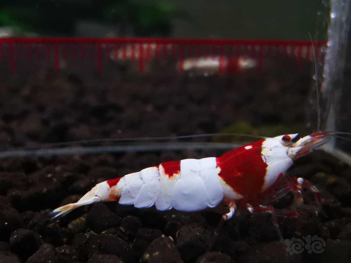 【水晶虾】出售红白极品公虾一只-图3