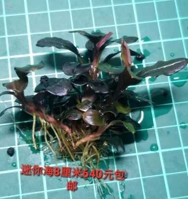 【出售】出辣椒榕、叉叶铁、虎纹圣翠-图9