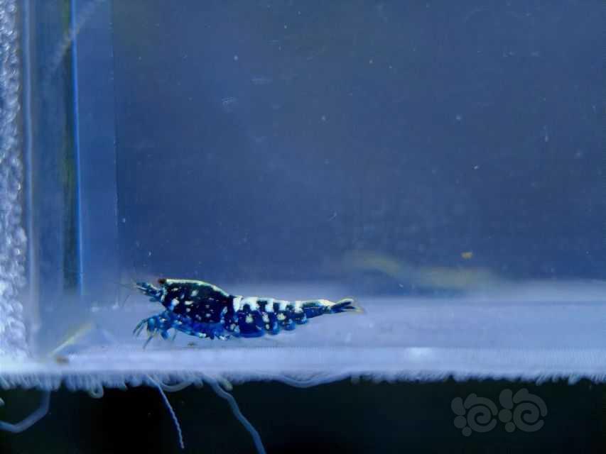 【水晶虾】出一组黑银河星钻水晶虾-图8